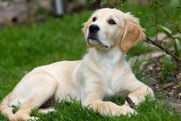 Les nouvelles avancées dans la conservation des éléphants