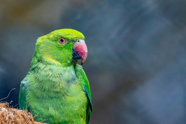 Comment réduire les boules de poils chez votre chat ?