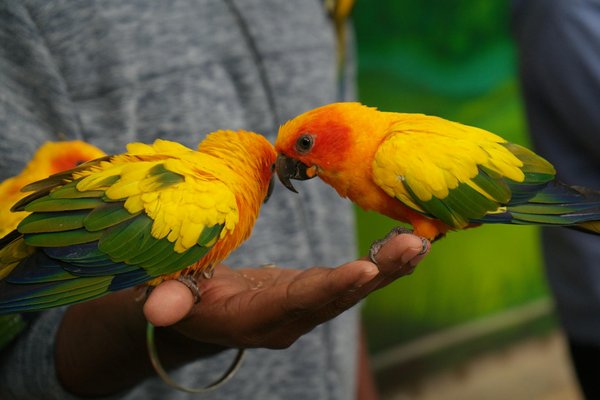 Sélection de jouets pour chiens résistants
