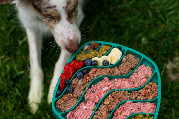 Les avantages essentiels de l'alimentation fraîche pour les chiens