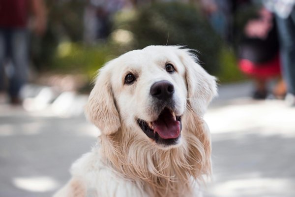 Le golden retriever poil court : un compagnon doux et intelligent